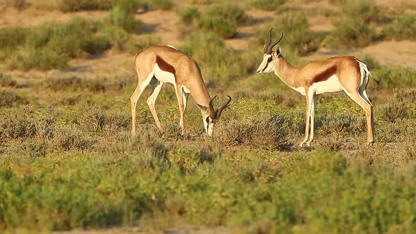 Two springbok spar with each other in the Greater Kalahari. This happens during the rut and in Summe