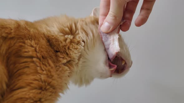 Woman Feeds Hungry Ginger Cat with Thin Bacon Meat Slice