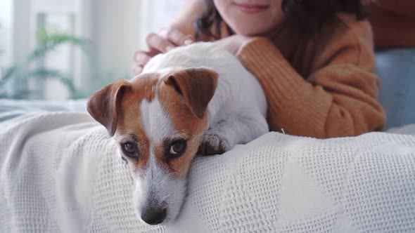 Close Up Portrait Contented Zhedek Russell Dog Lying Bed at Home with His Beloved Owner on Bed