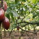 Organic  Cocoa Bean on Tree - VideoHive Item for Sale