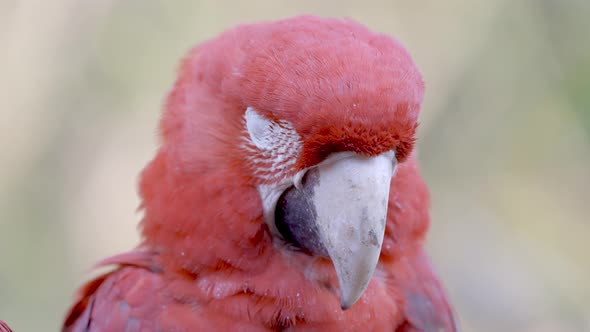 A Red Close Up Head Shot of an Ara Chloropterus Blinking His Eyes with Blurred Background Forest.