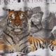Amur tiger sleeps on a stones in zoo in the winter - VideoHive Item for Sale