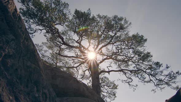 Silhouette of a Lonely Tree at Sunset. The Sun's Rays Shine Through the Branches of Trees