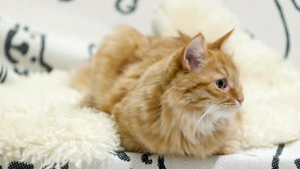 Cute Ginger Cat Lying in Bed. Fluffy Curious Pet on Cozy Home Background