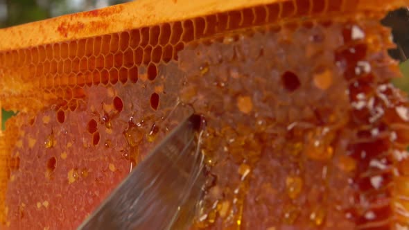 Honeycombs Are Cut with a Knife From the Frame