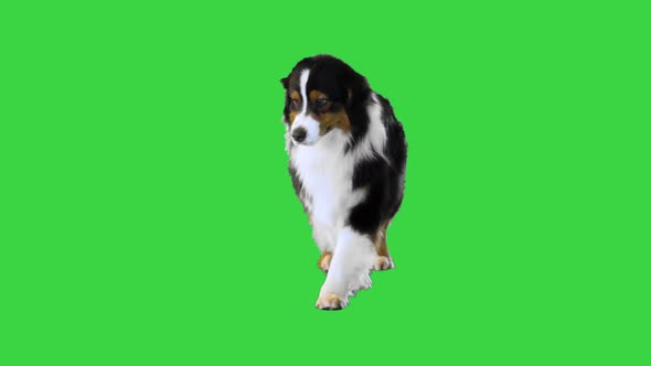 Playful Australian Shepherd Walking Fast on a Green Screen Chroma Key