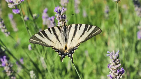 Papilio rutulus butterfly on lavender flower in the summer time with a green blurred background