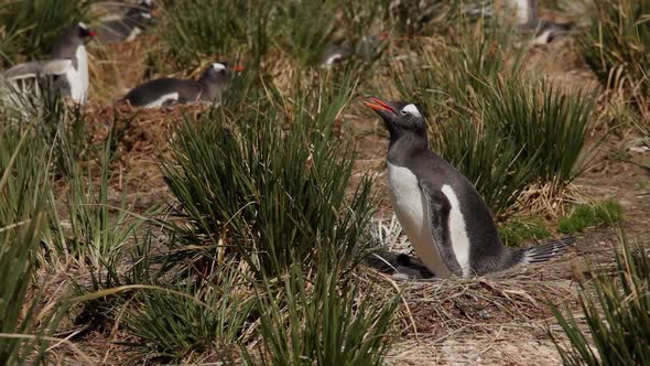 Gentoo Penguins On Their Nests
