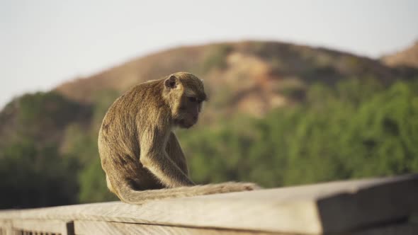 CrabEating Macaque On Komodo Island