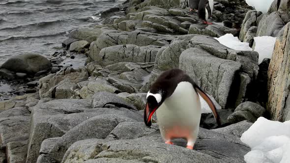 Gentoo Penguins in Antarctica