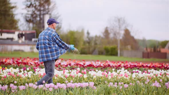 Farmer Fertilize Tulips Field at Flower Plantation Farm Agriculture