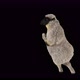 22 Sheep Dancing 4K - VideoHive Item for Sale