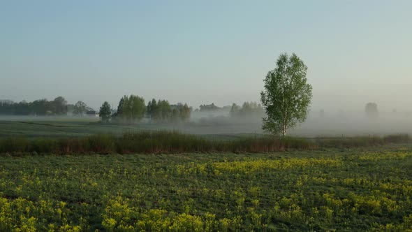 Meadow at Morning