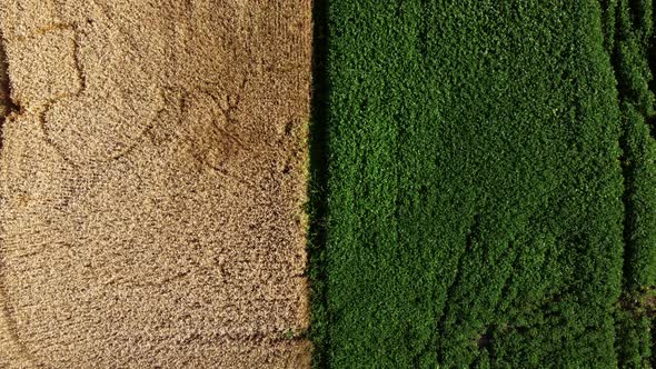 Aerial Drone View Border Between Yellow Wheat Field and Green Agricultural Field