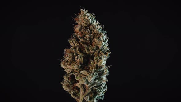Weed Nug Spinning On Macro Studio Display Loop alt