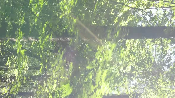 Vertical Video of Green Forest By Day