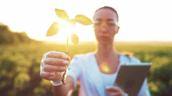 Girl in White Coat Uses Digital Tablet in Field Bio Farm and Holds in Hand Young Seedling of Green