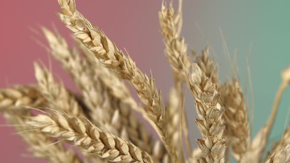 Ripe Ears of Wheat on Red and Green, Rotation, Close Up