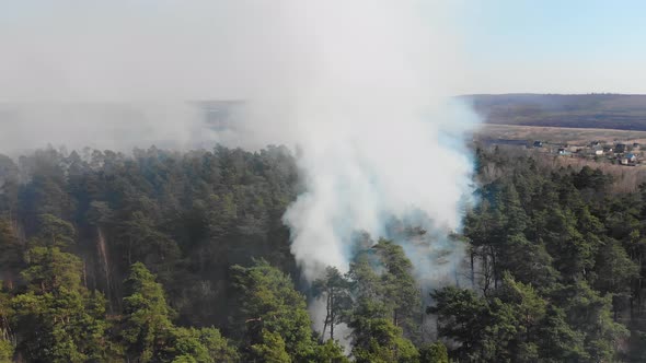 Aerial Large-scale Forest Fire. A Large Area of Forest Is Burning. Fire in the Pine Forest View From