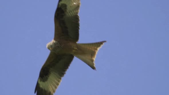 Breathtaking tracking shot of red kite eagle in flight during beautiful summer day