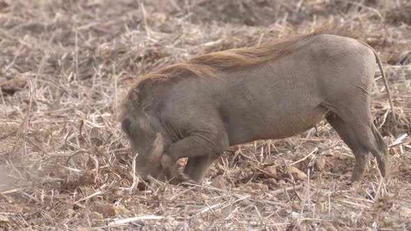 Warthog looking for food at Diawling National Park 