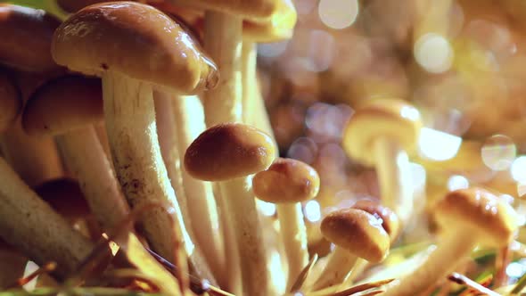 Armillaria Mushrooms of Honey Agaric In a Sunny Forest