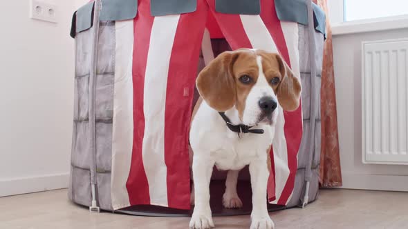 Dog Beagle Play He Game with Owner and are Running Towards the Camera Slow Motion