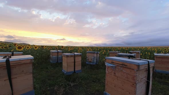 Timelapse Of Bee Hives In Sunflower Field