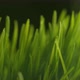 Water dripping onto grass in super slow motion.  Shot on Phantom Flex 4K high speed camera. - VideoHive Item for Sale