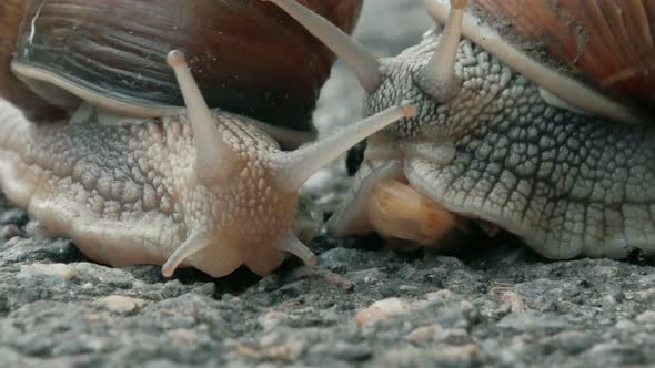 two Snail is crossing the street