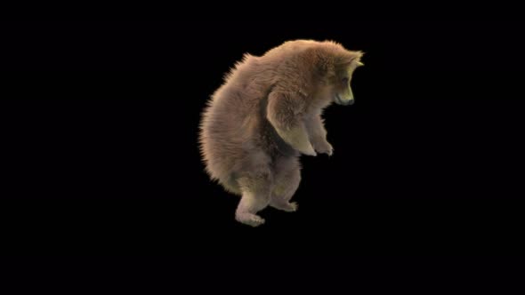 150 Bear Dancing 4K