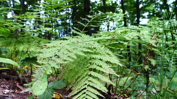 Fern in the Forest