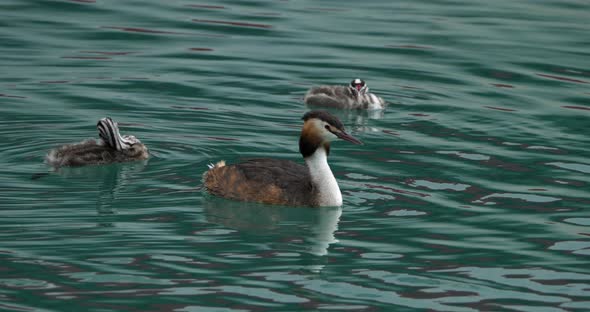 Great crested grebe with juveniles, (Podiceps cristatus), lake of Annecy, France