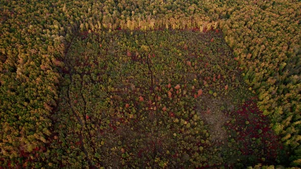 Aerial Drone View of Forest Destroyed in Europe Forest at Sunset During Autumn