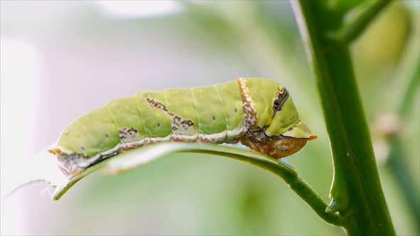 The Caterpillars Eating Leaf