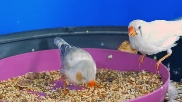 Exotic Animals Young Zebra Finches Feeding Grain