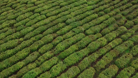 Aerial View of Fresh Green Tea Terrace Farm on the Hill at China