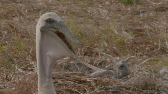 pelican and nest