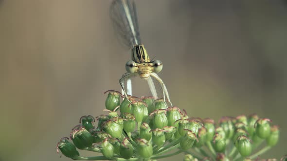 Dragonfly From Family Coenagrionidae