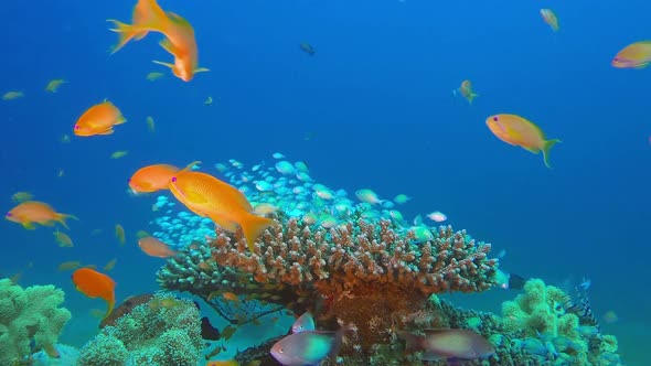 Underwater Seascape Tropical Sea