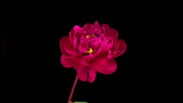 Time Lapse of Opening Beautiful Red Peony Flowers