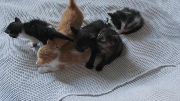 Six Newborn Little Kittens Crawling on White Background. Group of Cute Kittens
