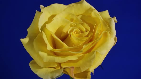 Beautiful Yellow Rose Blooming Timelapse