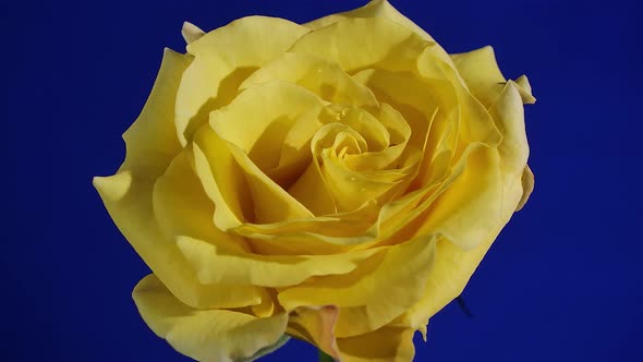 Beautiful Yellow Rose Blooming Timelapse alt