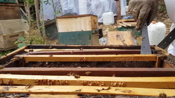 Beekeeper Working