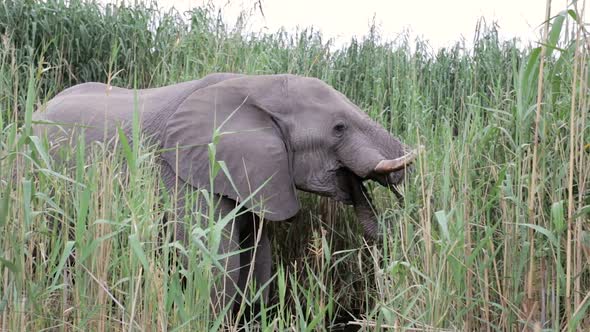 Elephants graze at Etosha, Africa wildlife