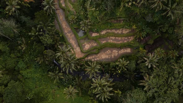 Overhead view of terraced rice paddies in middle of verdant Bali jungle