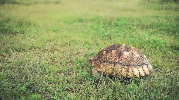 Leopard Tortoise Crawling Solely On The Grassland oF El K Wildlife In Kenya. -wide shot