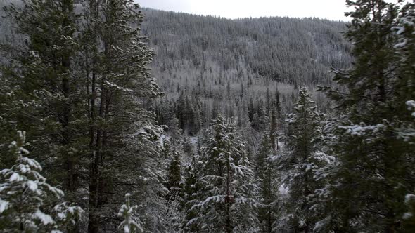 Flying between trees over snow covered forest