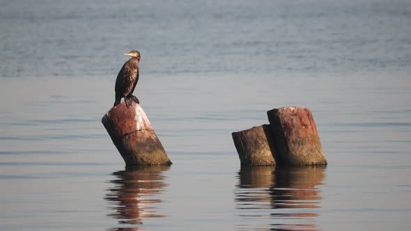 Large Cormorant Sitting on a Rock in the Sea